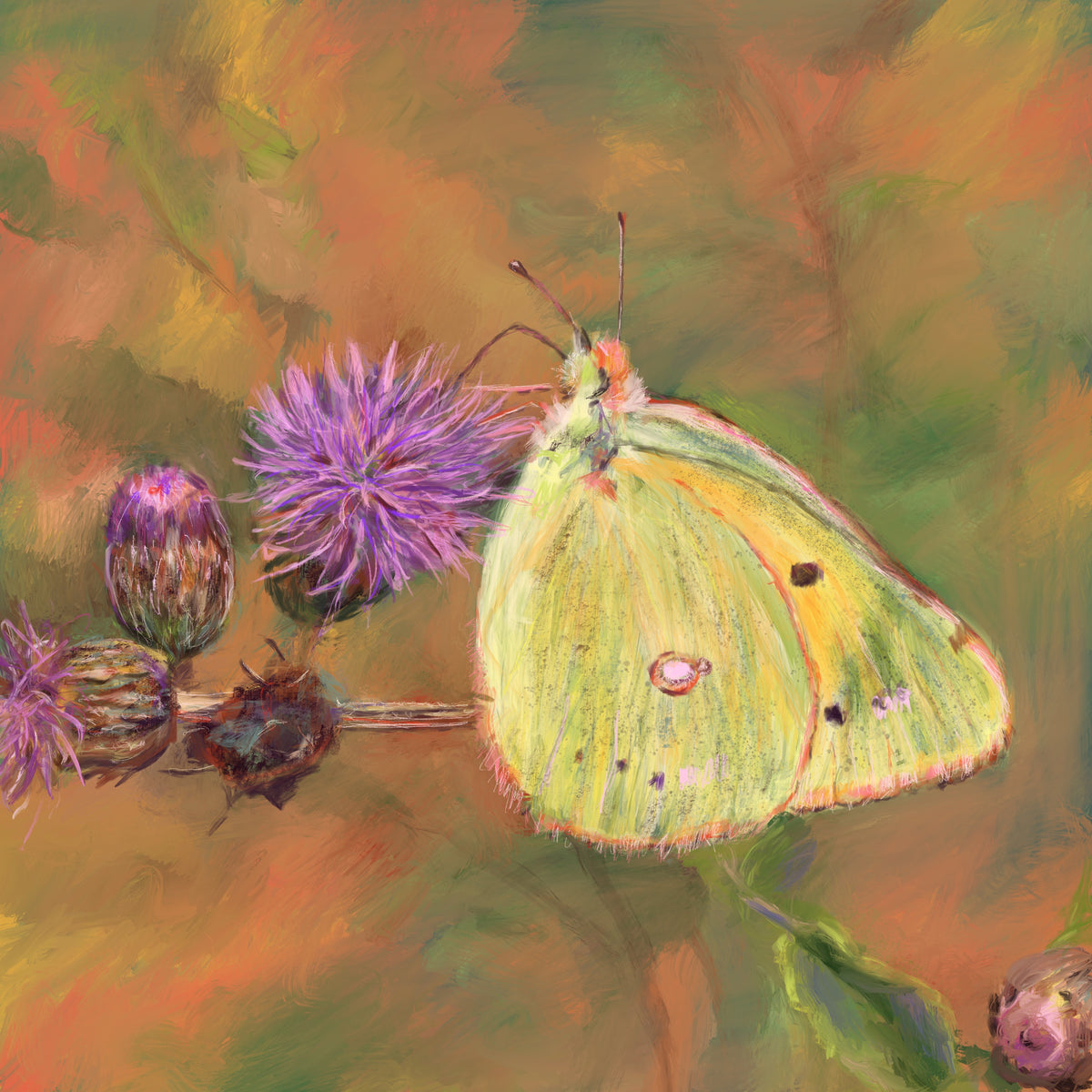 Clouded Yellow Butterfly