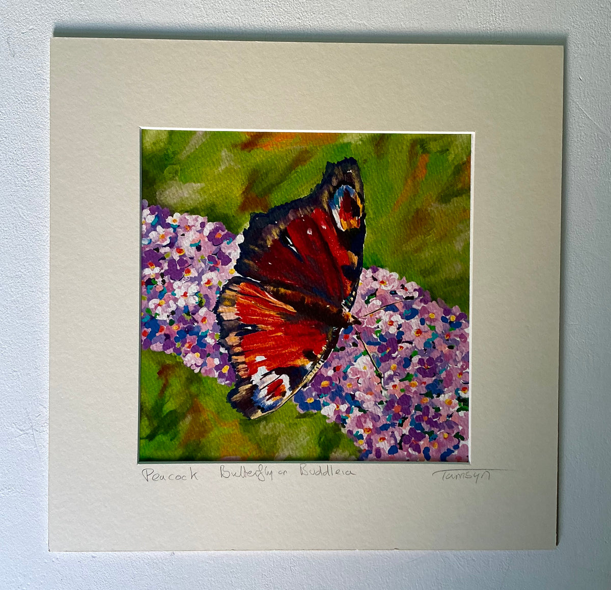 Peacock Butterfly on Buddleia