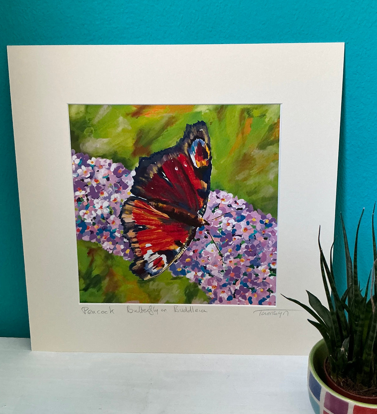 Peacock Butterfly on Buddleia