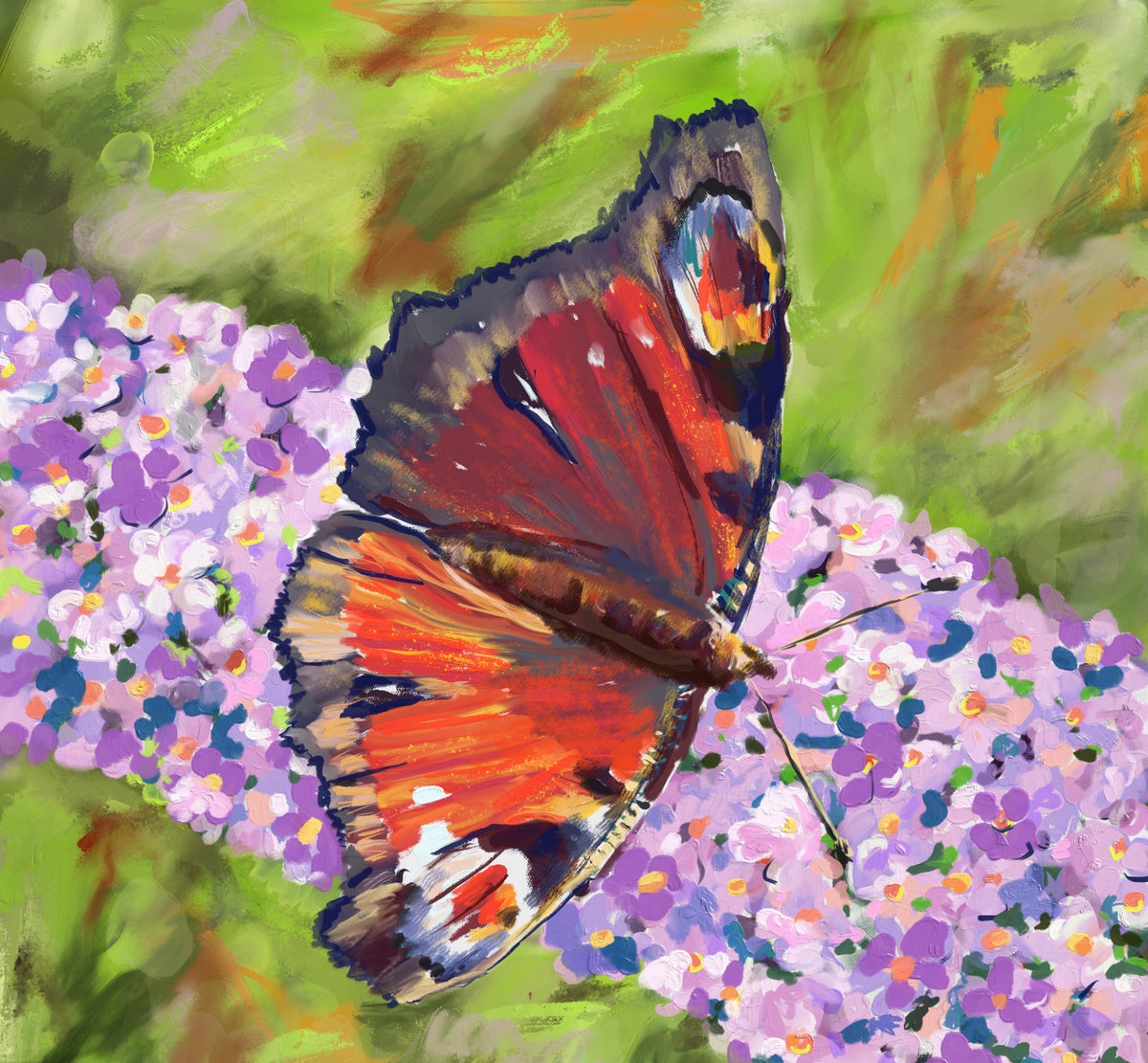Peacock Butterfly on Buddleia