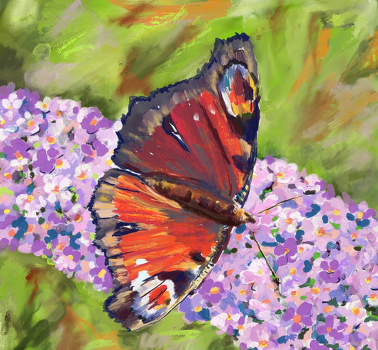 Peacock Butterfly on Buddleia