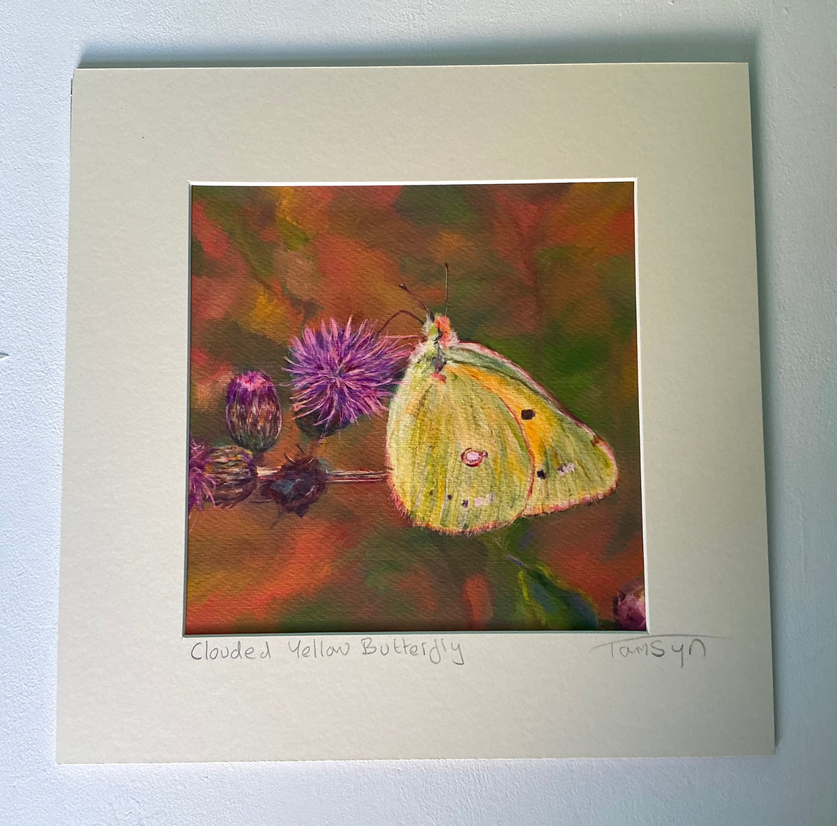 Clouded Yellow Butterfly