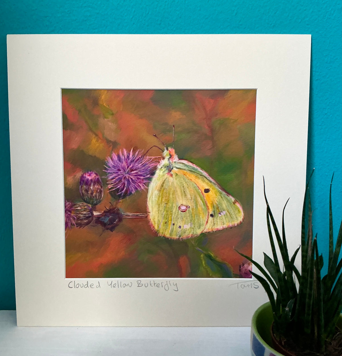 Clouded Yellow Butterfly